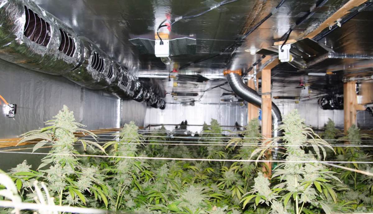 Marijuana Cultivation Grow House in Hillsborough County, Florida