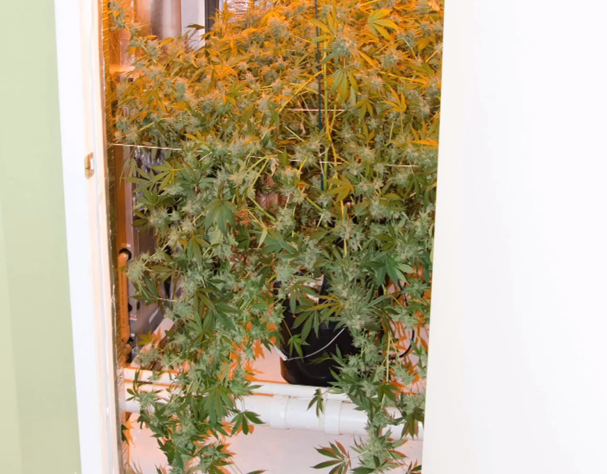Pot Plants from Cannabis Grow House in Tampa, FL 
